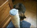 かわいい猫動画