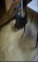 Kitten plays with a dead mouse