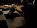 videos de Peanut and Mika's first play-date