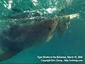 Tiger Shark "Matrix" Style