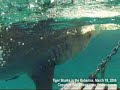 Tiger Shark \"Matrix\" Style