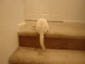 Spazzy Spike - whole video