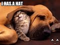 super funny dog pictures ! super funny dog pictures !