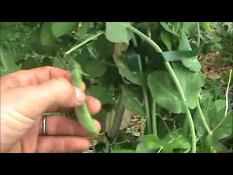 how to harvest turnips