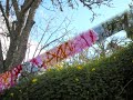 Plantas y Flores Plantas y Flores