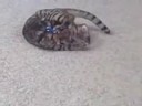 Houdini Chief the Bengal Cat