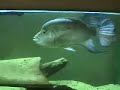 Cichlid emotion Cichlid emotion