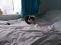 My cat is mental