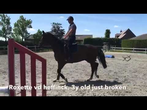 Roxette under the saddle