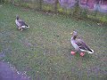 Greylag Geese on the Bank of the Main (Frankfurt)