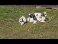 Angie's Adorable Shih-Tzu Puppies