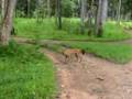 Indian Wildlife ( Dhole )