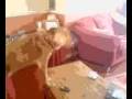videos de Facebook__Gina_Mastronardi.mp4