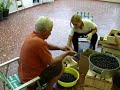 Vinho Tinto - Fabrica��o - Debulhando e Degustando
