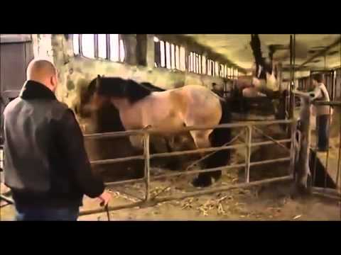 horses grand national