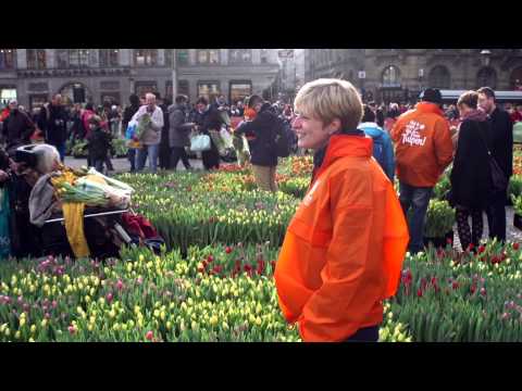 Tulpen plukken op de Dam Nationale tulpendag