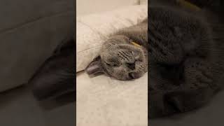 Bubbles the cat dreaming of Kangta. Russian Blue.