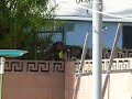 Dogs bark over the fence
