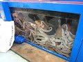 Korea - Jagalchi fish market (3 of 4)