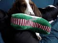 hound\ hound\