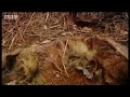 Lion mortality signal - Lion: Out of Africa? - BBC Lion mortality signal - Lion: Out of Africa? - BBC