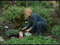 Gardening Tips 4 Gardening Tips 4