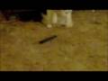 videos de Cat vs. Potholder Round 1