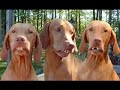 animales graciosos