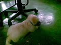 PLAYFUL MAXXIE