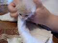 How to restrain a kitten