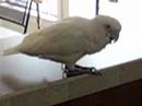Sammie the Cockatoo and Hanna the Hedgehog