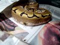 Snake project...FINALLY DONE! Snake project...FINALLY DONE!