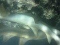 Sharks Maldives Banyan Tree