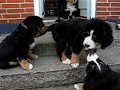 irma bernese mountain dog - puppies almost 9 weeks old