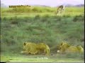 BÜYÜK KEDİLER - KAMUFLAJ