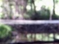 Tannerite beaver dam