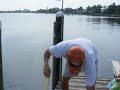 Boca Grande bull sharks