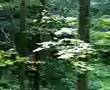 2006年10月4－6日／東北旅行■白神山地（1）