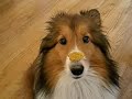 Sheltie