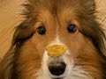 Sheltie Eating Cookie Sheltie Eating Cookie