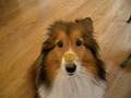 Sheltie Eating Cookie
