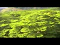 Aerial America Hawaii - Over The Rainbow