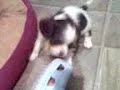 cavalier king charles puppy cavalier king charles puppy