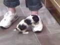 cavalier king charles puppy