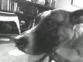 PHP_(videoclip) _ axel _(deliriourbanocollettivo)