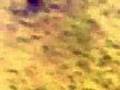 Sumeria - Golden Tears