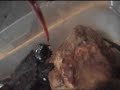 Baby Snapping Turtles Eating