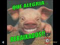 Porco rindo
