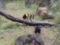 terry the talking raven