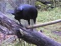 terry the talking raven